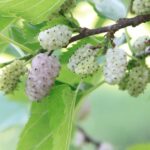 morus alba gelso 1