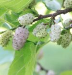 morus alba gelso 1
