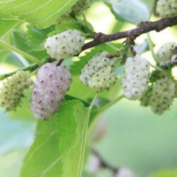 morus alba gelso 1