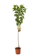 morus alba gelso 2 1