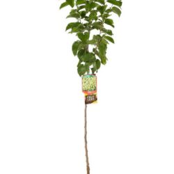morus alba gelso 2 1