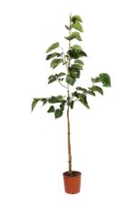 morus giant fruit gelso frutto lungo 2 3