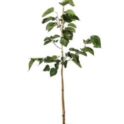 morus giant fruit gelso frutto lungo 2 3