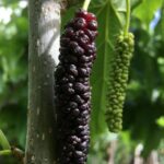 morus giant fruit gelso frutto lungo 5