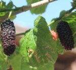 morus nigra wellington 5
