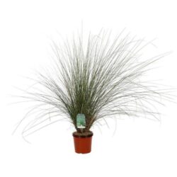 muhlenbergia capillaris 2 3