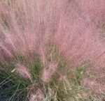 muhlenbergia capillaris 5