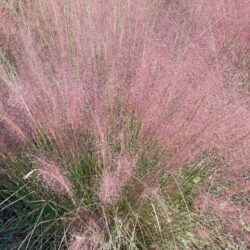 muhlenbergia capillaris 5