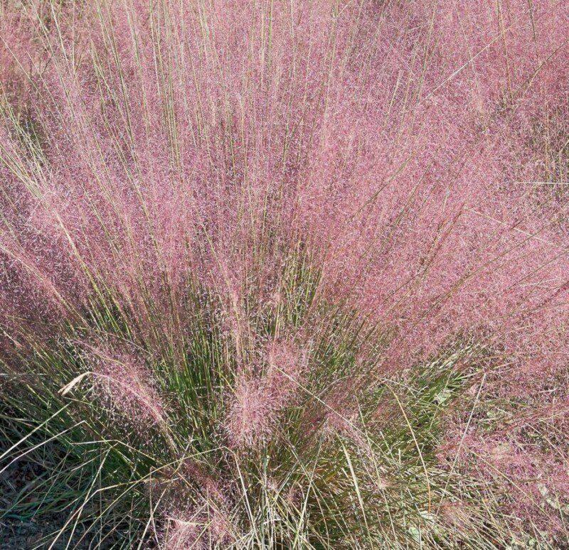 muhlenbergia capillaris 5 muhlenbergia capillaris 5