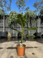 musa acuminata grand nain banano 2 3