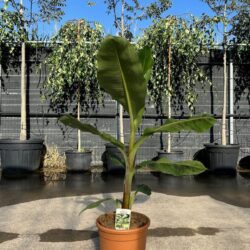 musa acuminata grand nain banano 2 3
