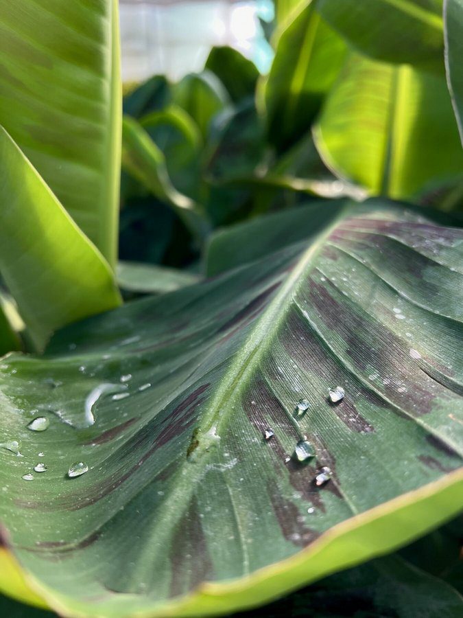 musa acuminata grand nain banano 6 musa acuminata grand nain banano 6