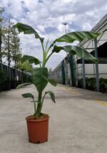 musa basjoo banano