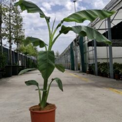 musa basjoo banano