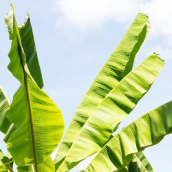 musa basjoo sakhalin banano giapponese 1