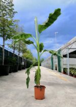 musa basjoo sakhalin banano giapponese