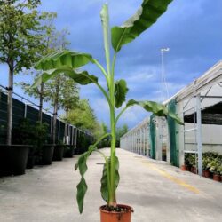 musa basjoo sakhalin banano giapponese