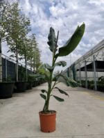 musa sikkimensis red tiger