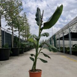 musa sikkimensis red tiger