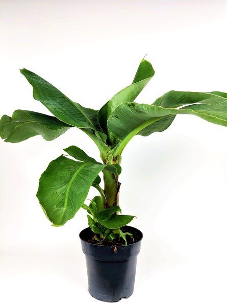 musa tropicana banano nano musa tropicana banano nano