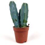 myrtillocactus