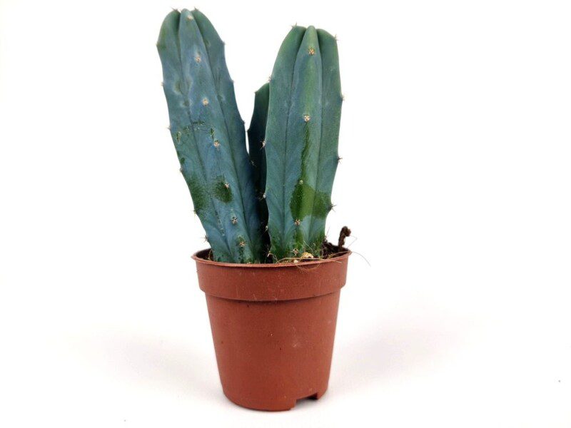 myrtillocactus myrtillocactus
