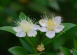 myrtus communis mirto 1