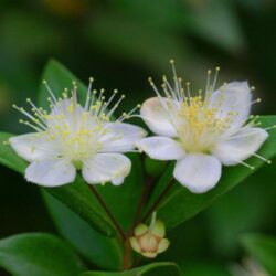 myrtus communis mirto 1