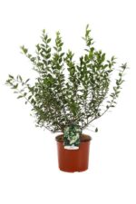 myrtus communis mirto 2 1