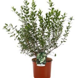 myrtus communis mirto 2 1