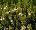 myrtus communis tarentina mirto 1