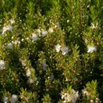 myrtus communis tarentina mirto 1