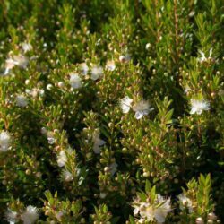 myrtus communis tarentina mirto 1