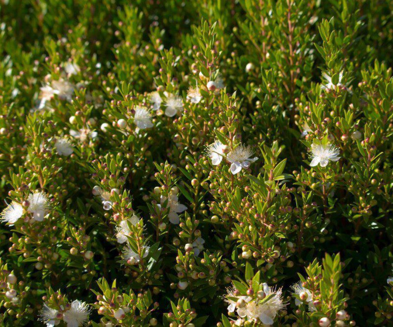 myrtus communis tarentina mirto 1 myrtus communis tarentina mirto 1