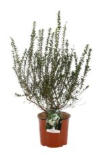 myrtus communis tarentina mirto 2 1