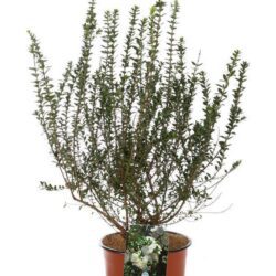 myrtus communis tarentina mirto 2 1