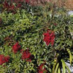 nandina domestica 1