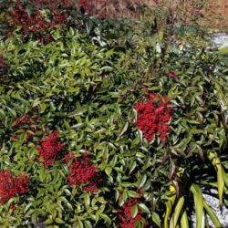 nandina domestica 1