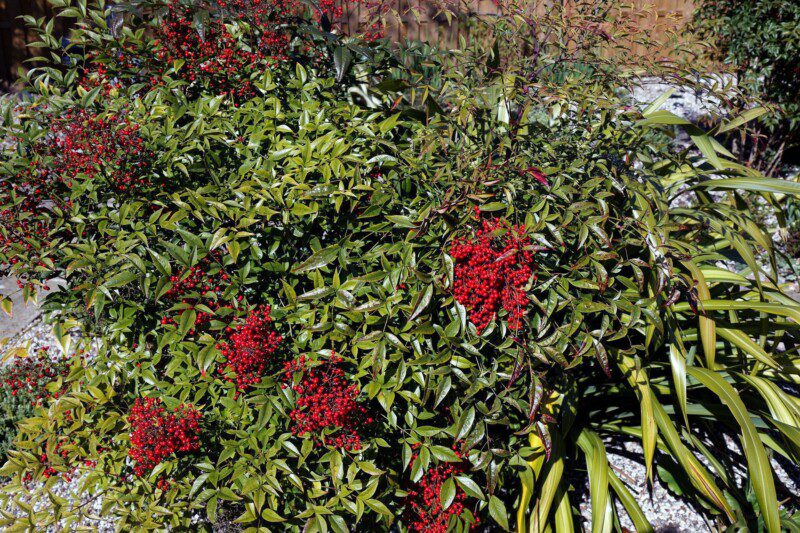 nandina domestica 1 nandina domestica 1