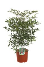 nandina domestica 2 1