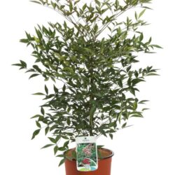 nandina domestica 2 1