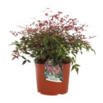 nandina domestica flirt murasaki 1