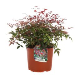 nandina domestica flirt murasaki 1