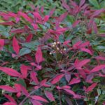 nandina domestica flirt murasaki 2 1