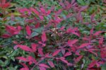 nandina domestica flirt murasaki 2 1