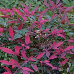 nandina domestica flirt murasaki 2 1