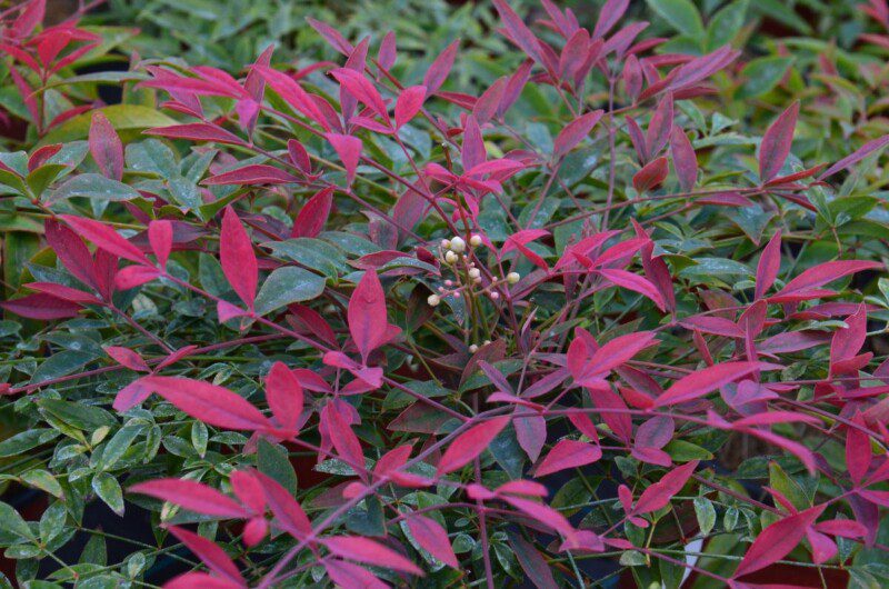 nandina domestica flirt murasaki 2 1 nandina domestica flirt murasaki 2 1