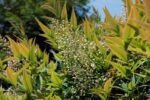 nandina domestica green compact 1