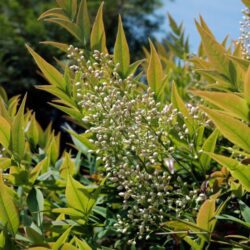 nandina domestica green compact 1