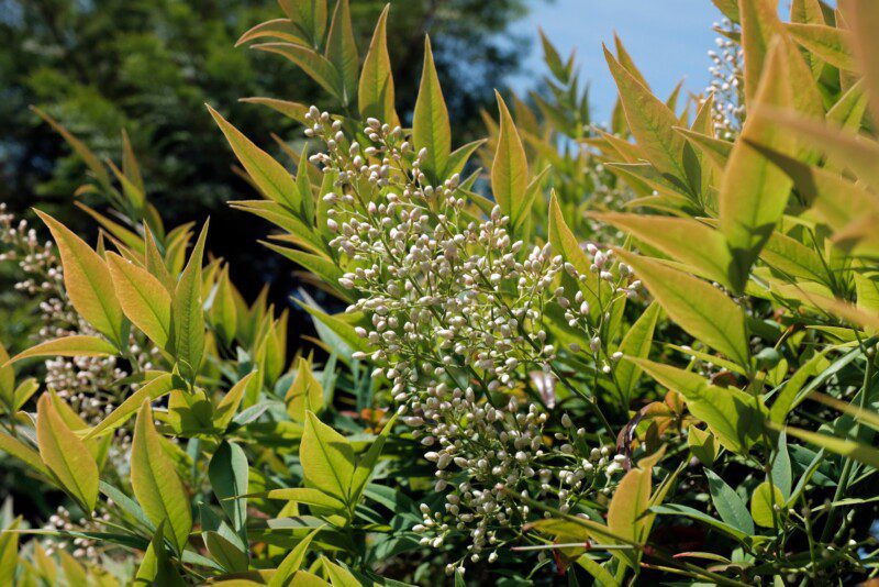 nandina domestica green compact 1 nandina domestica green compact 1